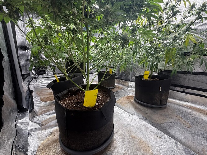 Growreport Bild 3
