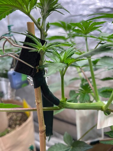 Growreport Bild 18