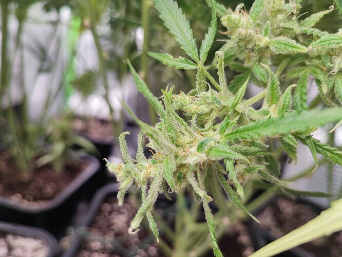 Growreport Bild 6