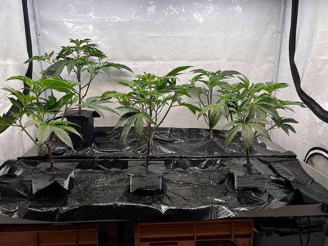 Growreport Bild 27