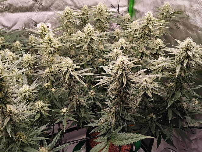 Growreport Bild 13