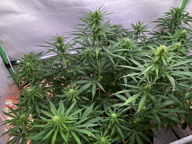Growreport Bild 5
