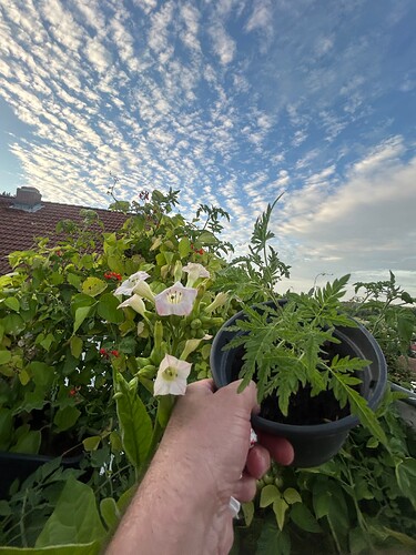Growreport Bild 12