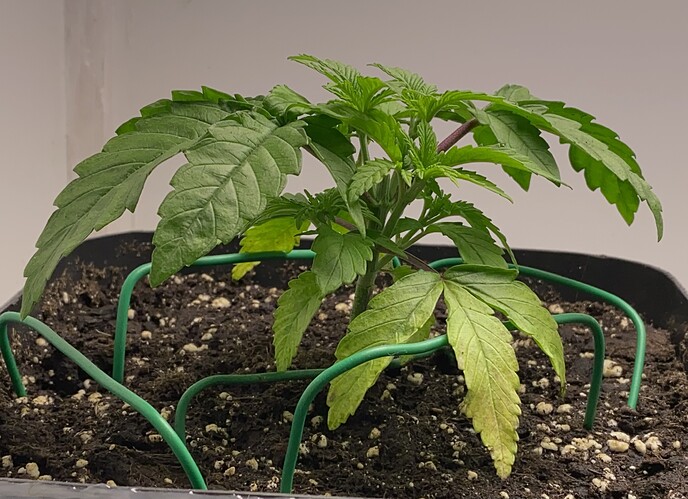 Growreport Bild 46