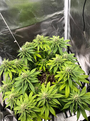 Growreport Bild 8