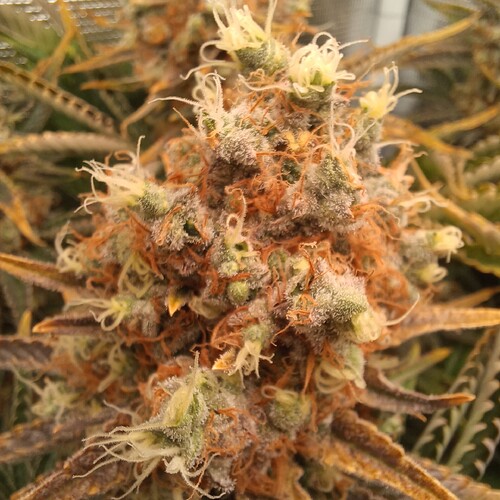 Growreport Bild 11