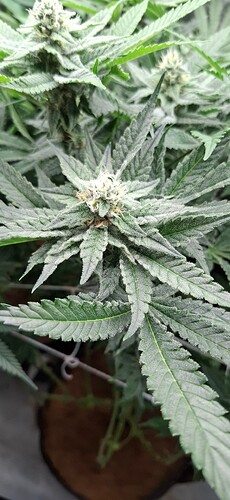 Growreport Bild 8