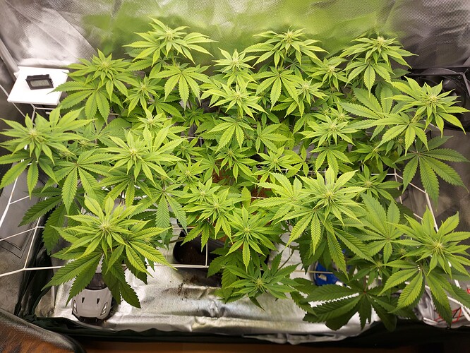 Growreport Bild 1