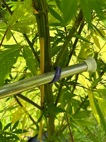 Growreport Bild 34