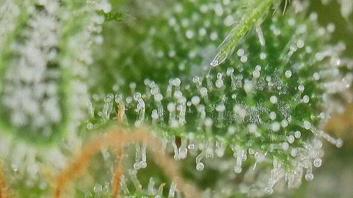 Growreport Bild 34