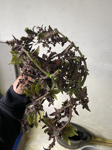 Growreport Bild 3