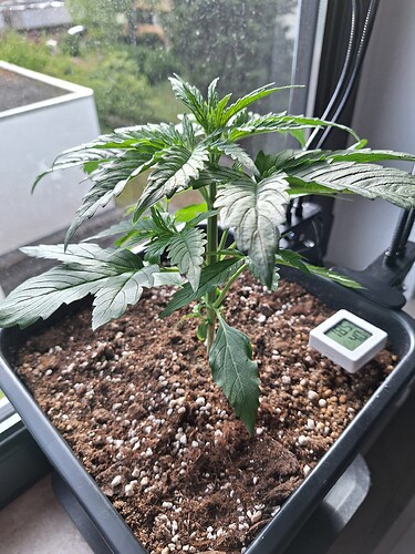 Growreport Bild 1