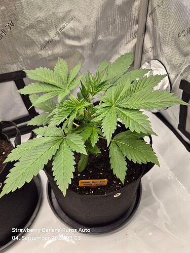 Growreport Bild 3