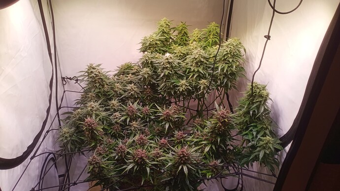 Growreport Bild 1