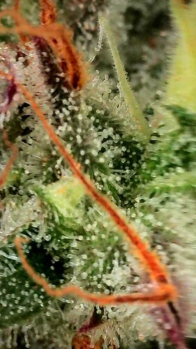 Growreport Bild 6