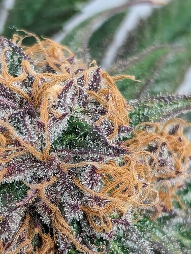 Growreport Bild 8