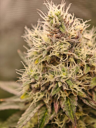 Growreport Bild 23