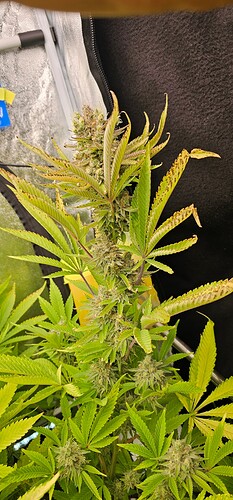 Growreport Bild 31