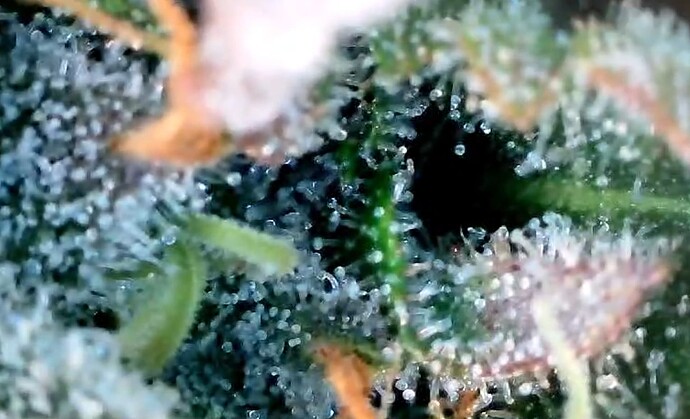Growreport Bild 42