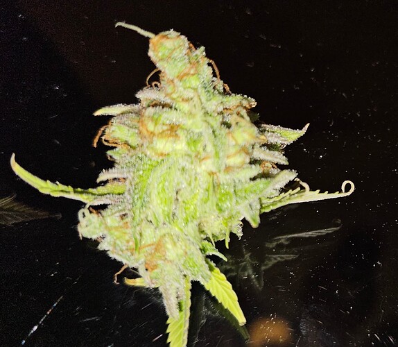Growreport Bild 3