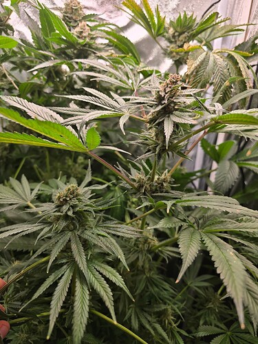 Growreport Bild 4