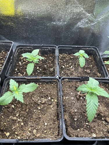 Growreport Bild 6