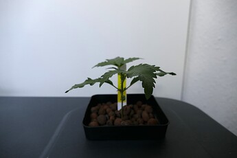 NL1_A_KT14_1
