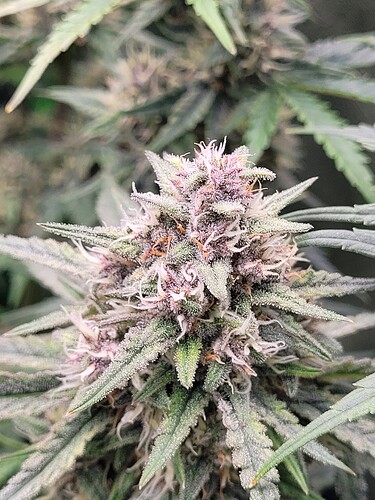 Growreport Bild 3