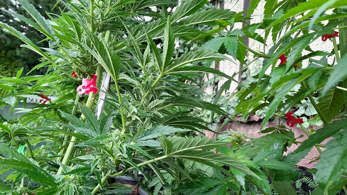 Growreport Bild 31
