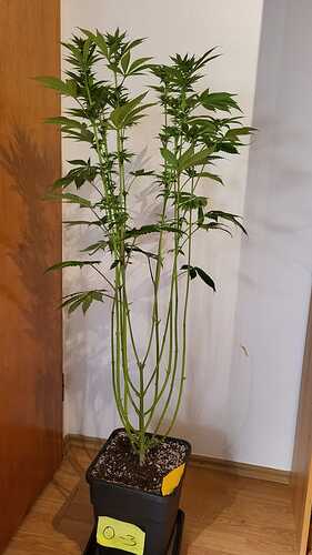 Eine hochgewachsene Cannabispflanze in einem schwarzen Topf mit der Aufschrift 'O-3', die sich in der Blütephase befindet.