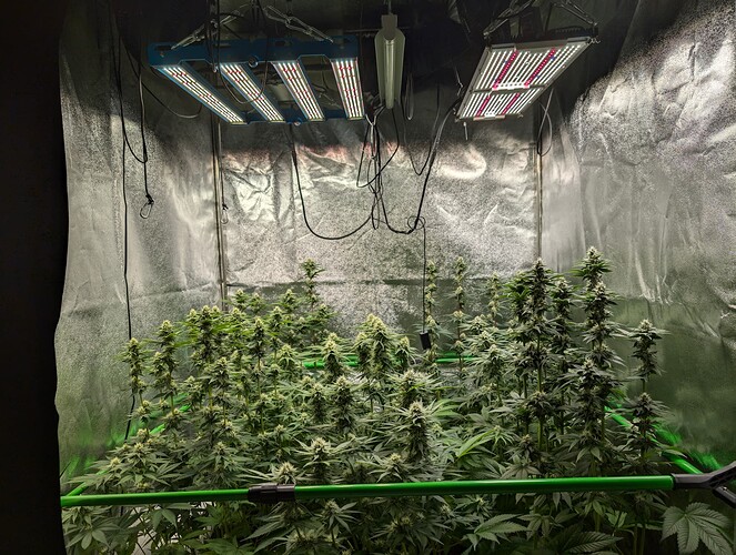 Growreport Bild 3