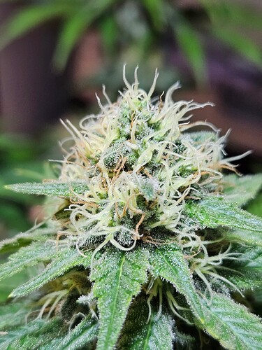 Growreport Bild 11