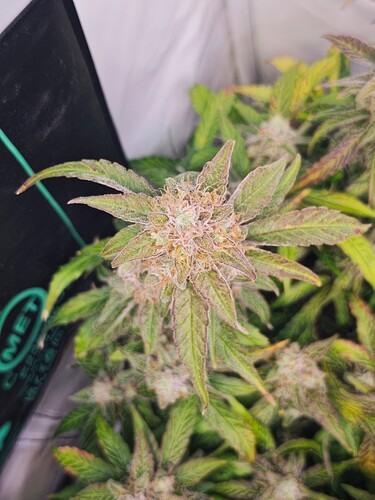 MVIMG_20251125_180716