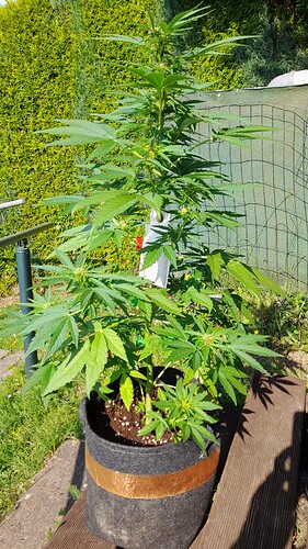 Growreport Bild 4