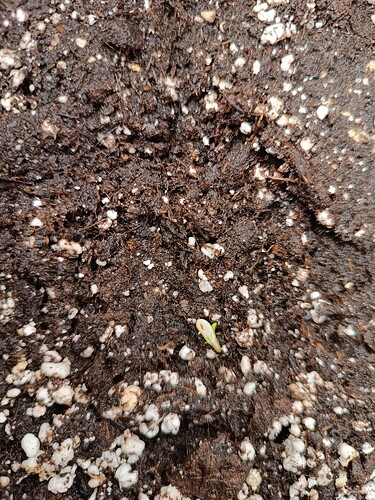 Seedling