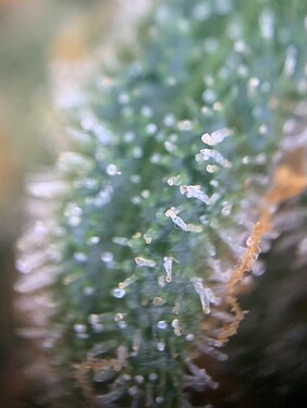 Growreport Bild 5