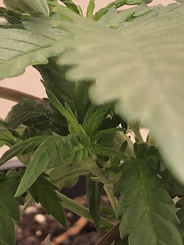 Growreport Bild 7