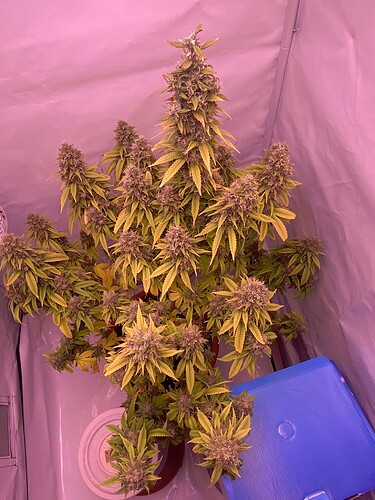Growreport Bild 2
