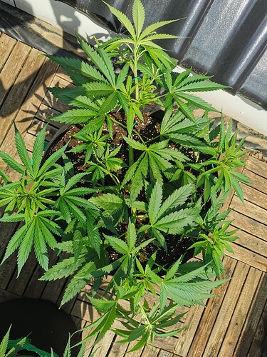Growreport Bild 13
