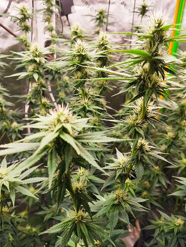 Growreport Bild 12