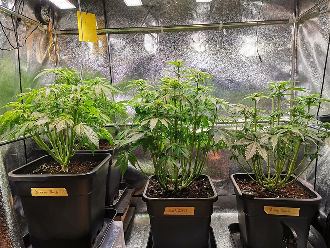 Mix grow BT20 (4)