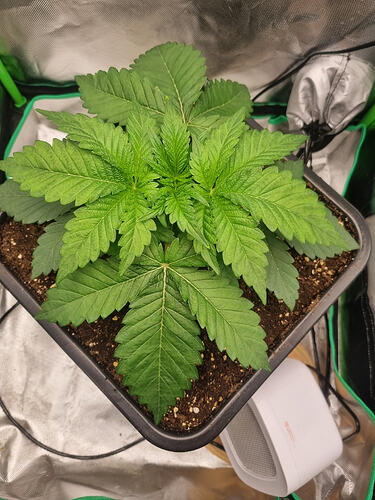 Growreport Bild 4