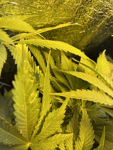 Growreport Bild 7
