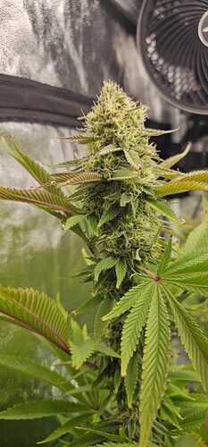 Growreport Bild 9