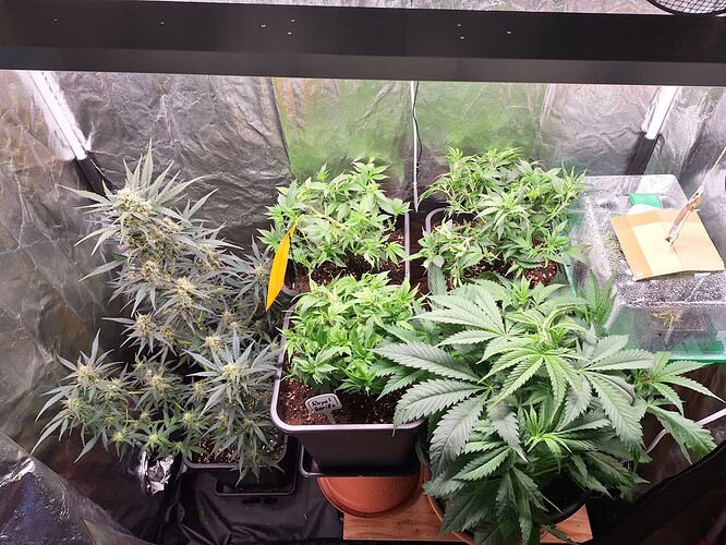Growreport Bild 4