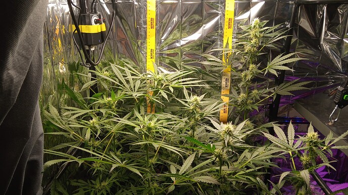 Growreport Bild 4