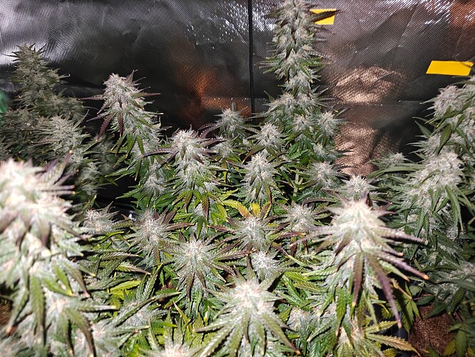 Growreport Bild 18