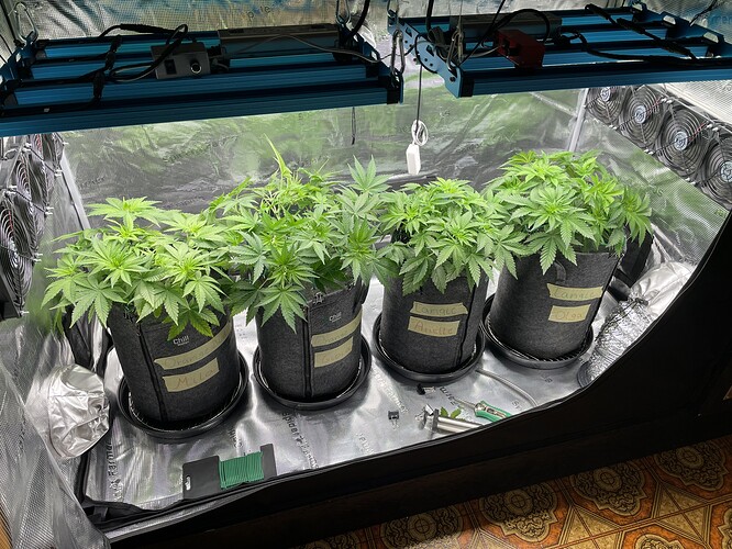 Vier junge Cannabispflanzen in Vliestöpfen unter einer LED-Wachstumslampe in einem Growzelt.