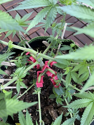 Growreport Bild 10