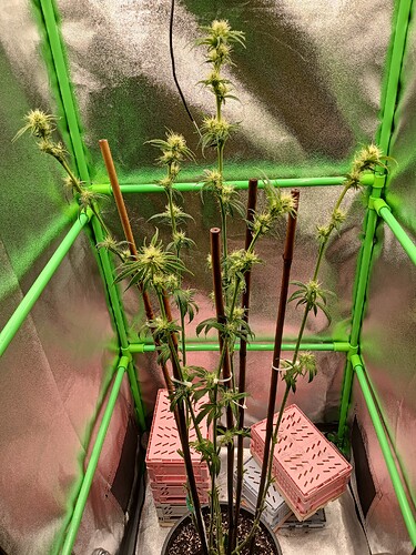 Growreport Bild 28